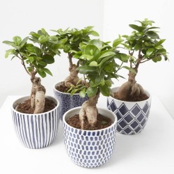FICUS GINSENG CON CUBRE MEDITERRÁNEO 13CM