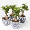 FICUS GINSENG CON CUBRE MEDITERRÁNEO 13CM