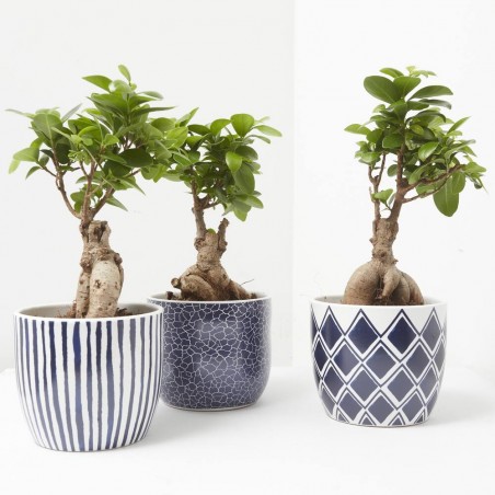 FICUS GINSENG CON CUBRE MEDITERRÁNEO 13CM