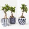 FICUS GINSENG CON CUBRE MEDITERRÁNEO 13CM