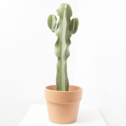 EUPHORBIA INGENS C 23 RAMIFICADA