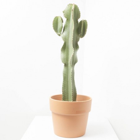 EUPHORBIA INGENS C 23 RAMIFICADA