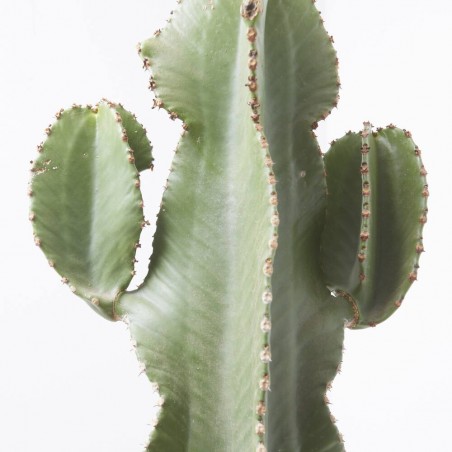 EUPHORBIA INGENS C 23 RAMIFICADA