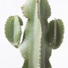 EUPHORBIA INGENS C 23 RAMIFICADA