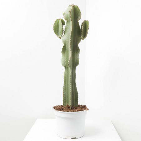 EUPHORBIA INGENS C 23 RAMIFICADA