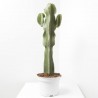 EUPHORBIA INGENS C 23 RAMIFICADA
