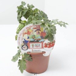 TOMATE MINIUPCHERRY MACETA 11CM