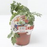 TOMATE MINIUPCHERRY MACETA 11CM