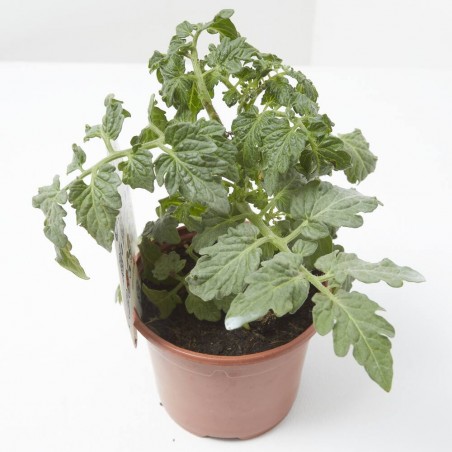 TOMATE MINIUPCHERRY MACETA 11CM