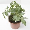 TOMATE MINIUPCHERRY MACETA 11CM