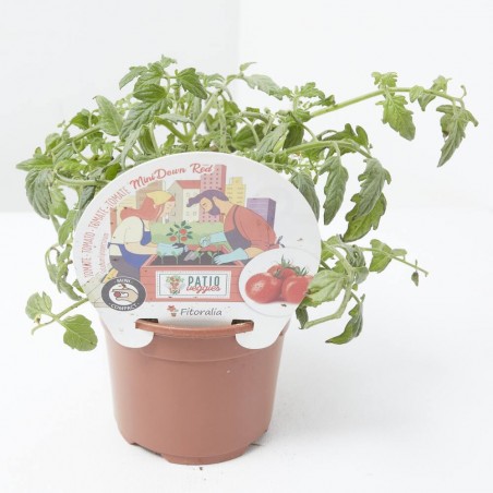 TOMATE MINIDOWN RED M-11
