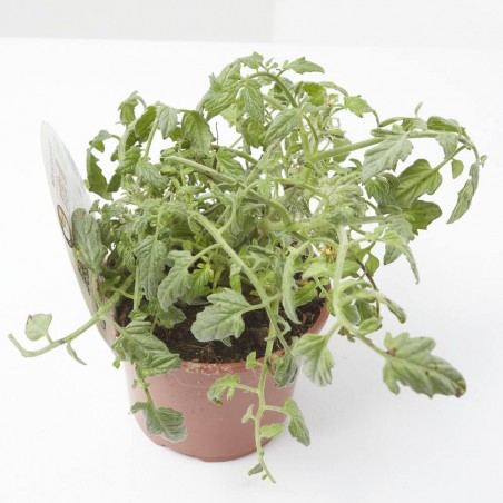 TOMATE MINIDOWN RED M-11