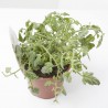 TOMATE MINIDOWN RED M-11