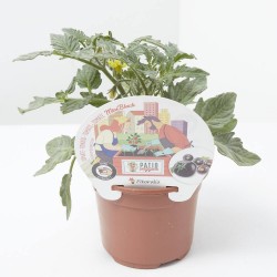 TOMATE MINIBLACK M-11