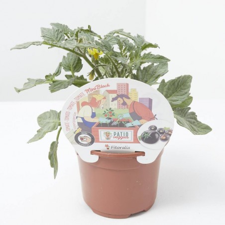 TOMATE MINIBLACK M-11
