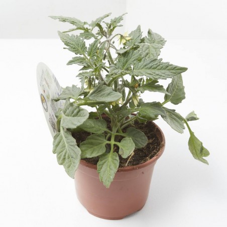 TOMATE MINIBLACK M-11