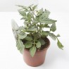 TOMATE MINIBLACK M-11