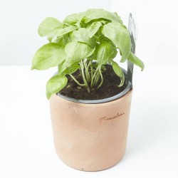ALBAHACA HOJA ANCHA CULINARIA M-13