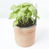 ALBAHACA HOJA ANCHA CULINARIA M-13