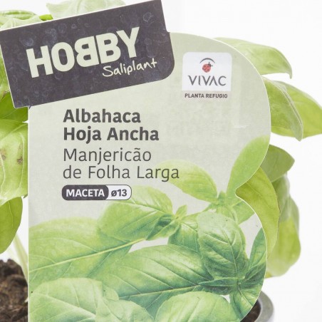 ALBAHACA HOJA ANCHA CULINARIA M-13