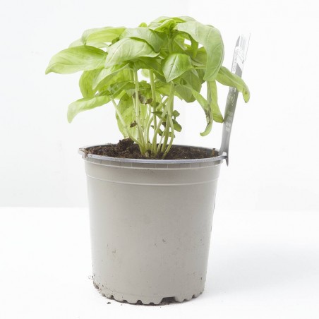 ALBAHACA HOJA ANCHA CULINARIA M-13
