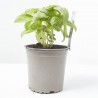 ALBAHACA HOJA ANCHA CULINARIA M-13