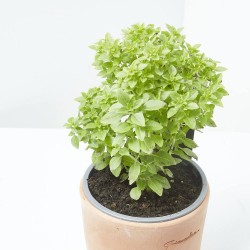ALBAHACA HOJA PEQUEÑA CULINARIA M-13