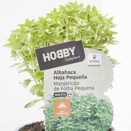 ALBAHACA HOJA PEQUEÑA CULINARIA M-13