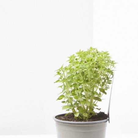 ALBAHACA HOJA PEQUEÑA CULINARIA M-13