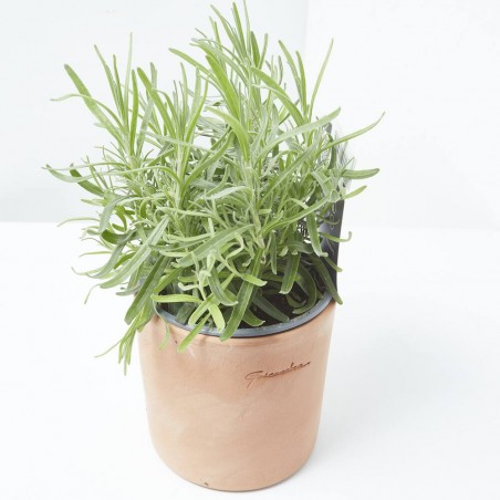 LAVANDA CULINARIA M-13