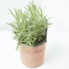 LAVANDA CULINARIA M-13