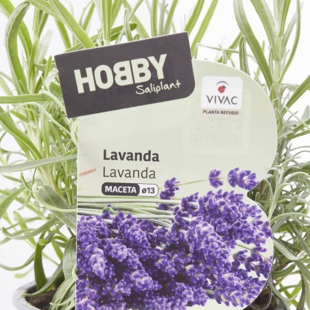 LAVANDA CULINARIA M-13