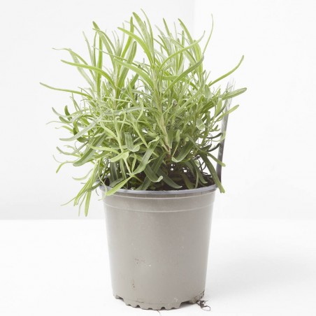 LAVANDA CULINARIA M-13