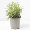 LAVANDA CULINARIA M-13