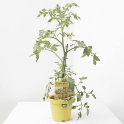 TOMATE INJERTADO ADITALADO VERDE VAR. MANGO F1 M