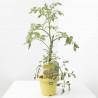 TOMATE INJERTADO ADITALADO VERDE VAR. MANGO F1 M