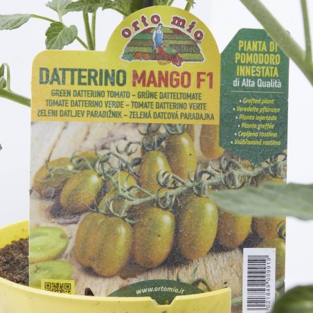 TOMATE INJERTADO ADITALADO VERDE VAR. MANGO F1 M