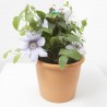 CLEMATIS 3L VARIEDADES