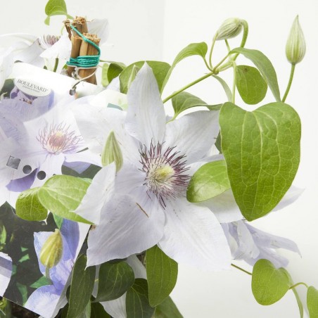 CLEMATIS 3L VARIEDADES