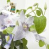 CLEMATIS 3L VARIEDADES
