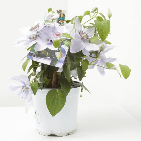 CLEMATIS 3L VARIEDADES