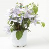 CLEMATIS 3L VARIEDADES