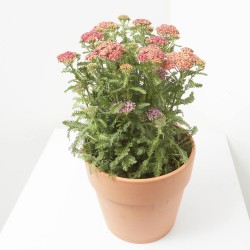 ACHILLEA M-17 EXTRA