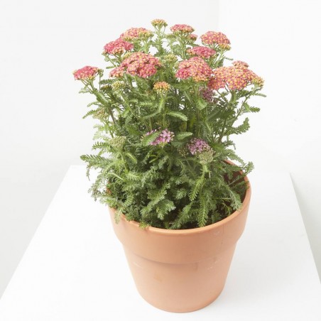 ACHILLEA M-17 EXTRA