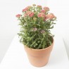 ACHILLEA M-17 EXTRA