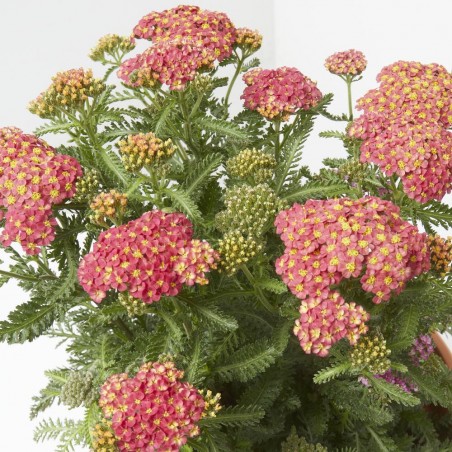 ACHILLEA M-17 EXTRA