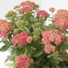 ACHILLEA M-17 EXTRA