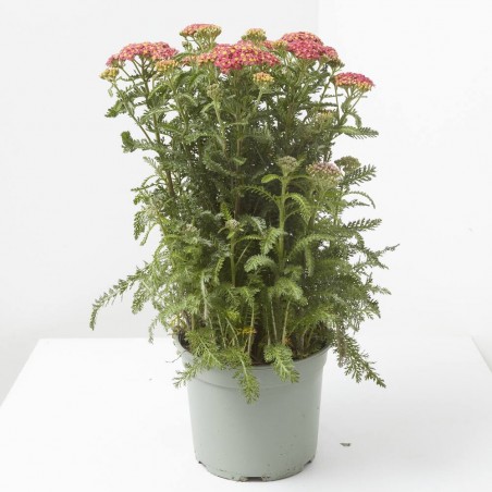 ACHILLEA M-17 EXTRA