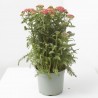 ACHILLEA M-17 EXTRA