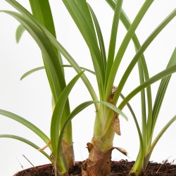 AGAPANTHUS VARIEDADES